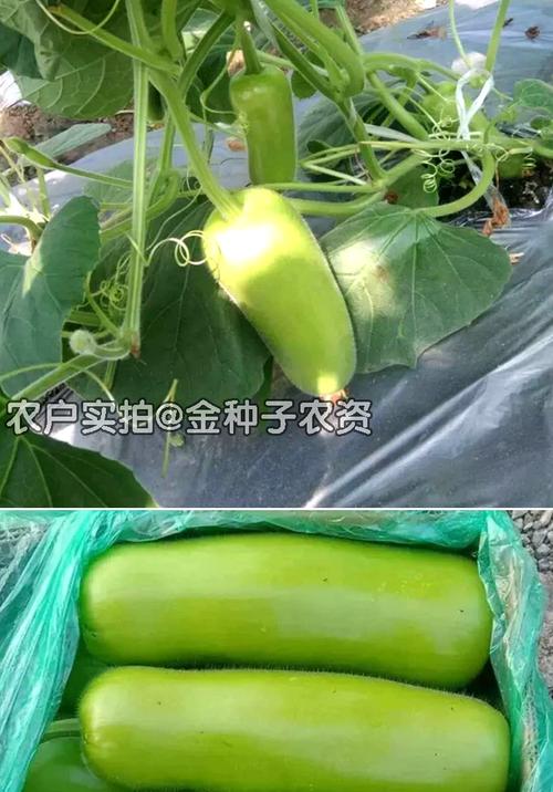 瓠子瓜种子瓠子瓜籽西葫芦种子蔬菜种子批发菜种菜籽菜种子公司