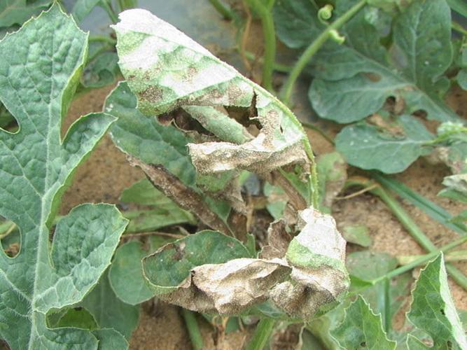 西瓜疫病病叶