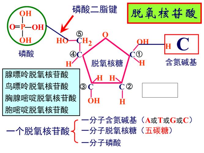 dna分子的结构