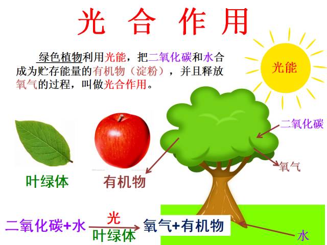 【每日一讲】初中生物:光合作用的场所