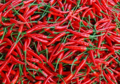 新鲜小米椒 小米辣红辣椒朝天椒小尖椒七星椒泰椒 剁椒500g火锅店