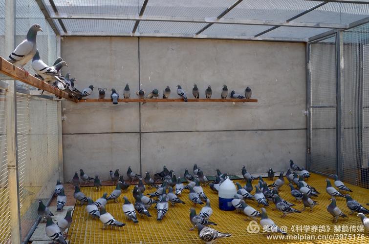 天津领军人物徐俊杰 "十年磨一剑" 俊杰鸽舍庞大的种鸽阵容,再现辉煌!