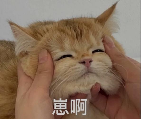 壁纸 动物 猫 猫咪 小猫 桌面 699_588