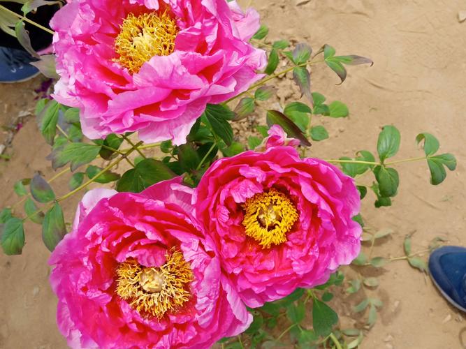 童梦香村,大村镇西南庄村牡丹园