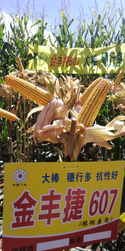 写美篇品种名称:金丰捷607 特征特性:西北春玉米出苗至成熟134