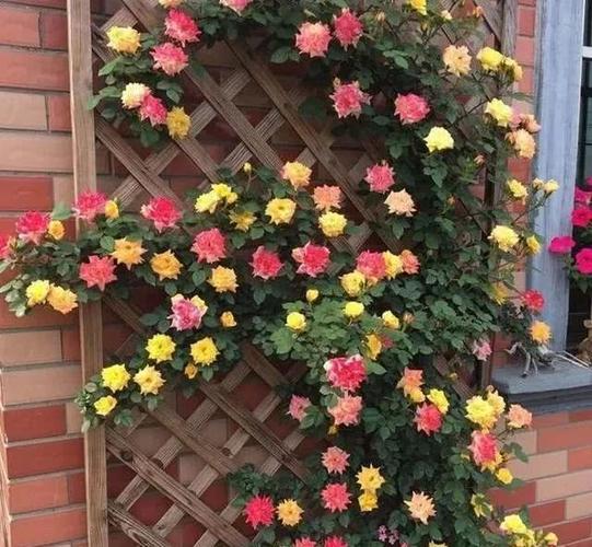 藤本月季中最耀眼的藤月藤彩虹