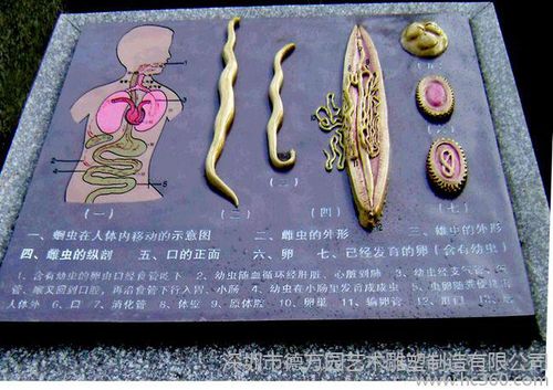 生物园模型 血虫,蝗虫