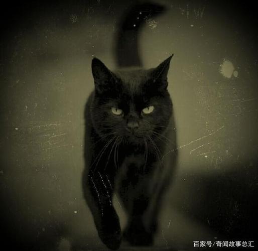 灵异鬼故事:黑猫