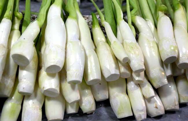 茭白是什么东西