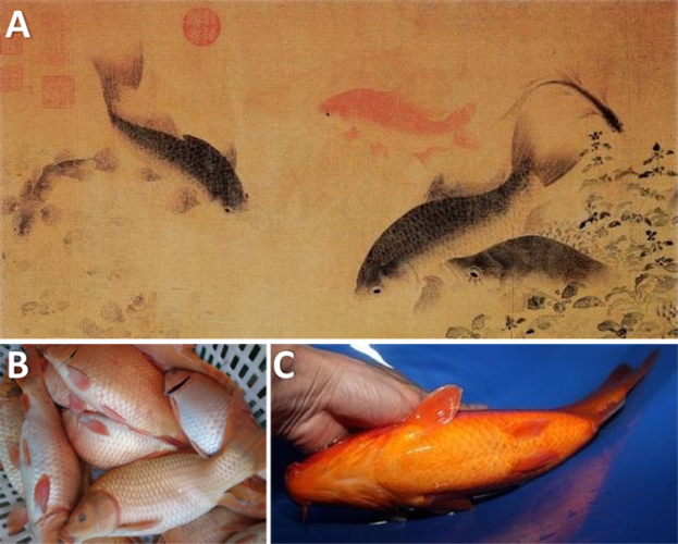 的《落花游鱼图》作品中的古代锦鲤(a),此锦鲤仅背部发红而底部纯白