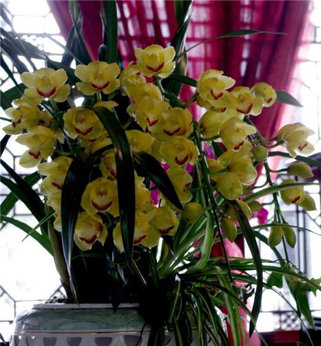 大花蕙兰怎么养 大花蕙兰养植办法