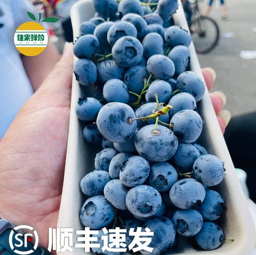 枝冠新鲜蓝莓鲜果4盒2斤非怡颗莓限量版蓝莓王纯甜孕妇水果发顺丰