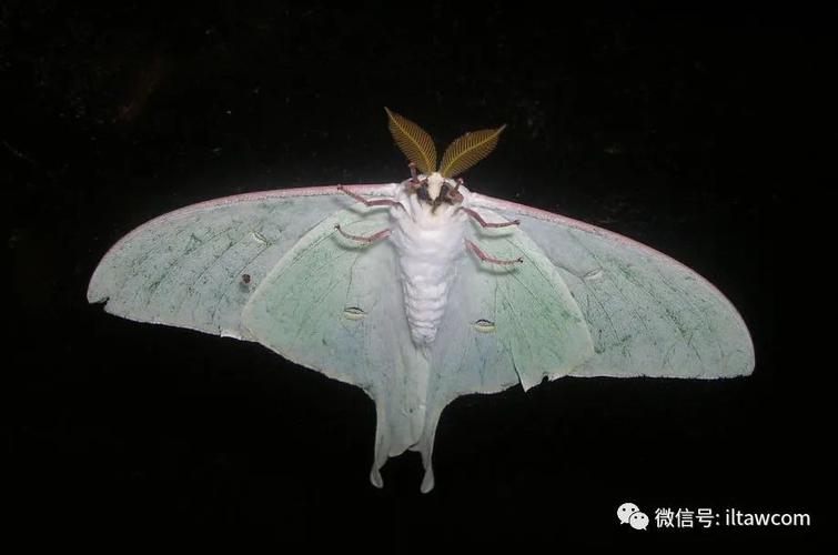 物种图册大水青蛾
