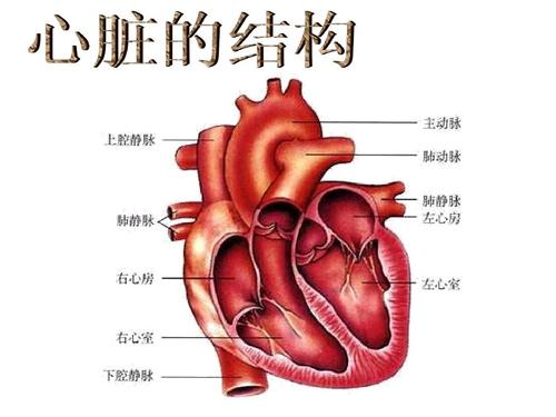 心脏和血液循环ppt