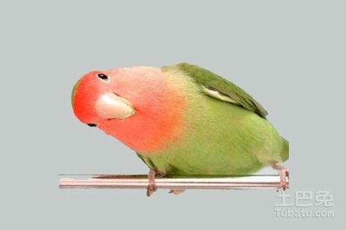 牡丹鹦鹉吃什么 杜丹鹦鹉怎么养