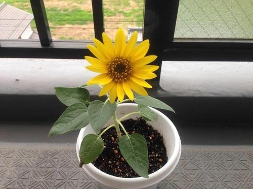 怎样让盆栽向日葵长得低矮爱开花?3个方法,颜值高,花期长