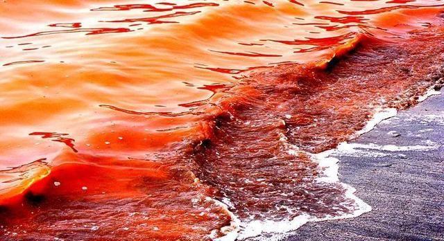 美国出现大规模赤潮1000多吨死鱼被冲上岸科学家极不正常