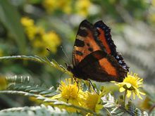 金蟠蛱蝶