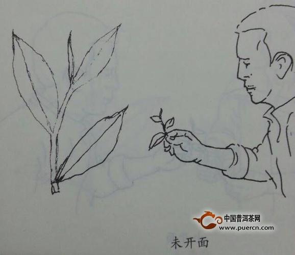 铁观音为何要"开面采"