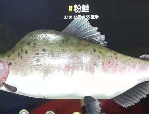30图 | 拖钓搬砖 粉鲑超多,已上星_俄钓观察-俄罗斯4