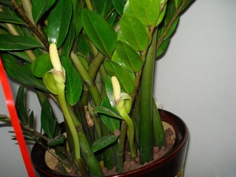 金钱树开花吗:树龄是重要因素