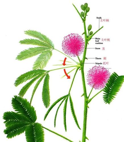 如果一直戳含羞草会怎么样它会累死吗惨绝草寰的含羞草实验