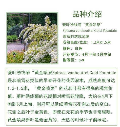 基地出售菱叶绣线菊黄金喷泉街道小区道路绿化绿篱苗