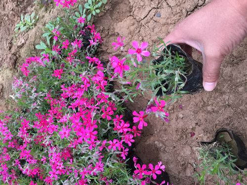 丛生福禄考种植基地 600万丛生福禄考直销