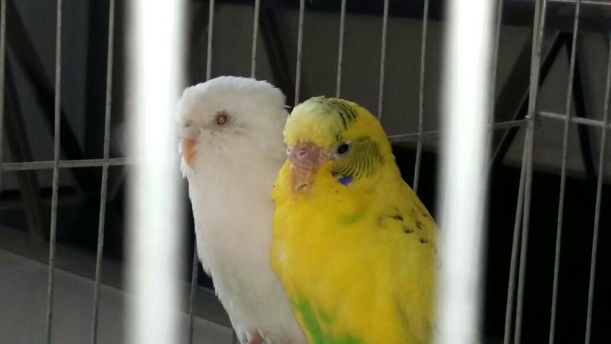 虎皮鹦鹉鼻子一个是白色的一个是粉色的是一对么?还总