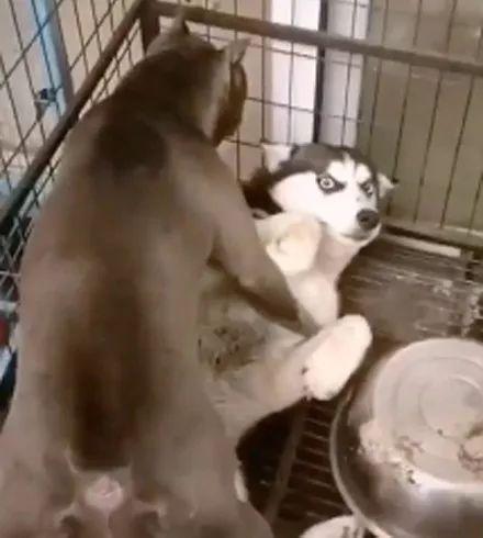 猫咪偷跑进二哈笼子里,结果被狗子暴打,可结局.笑喷