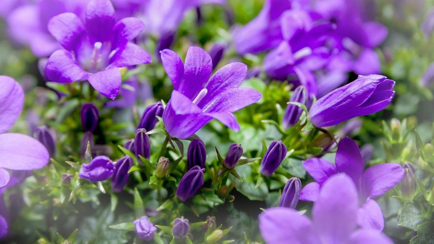 桌面壁纸 花卉 鲜花特写 > 唯美桔梗花图片花语