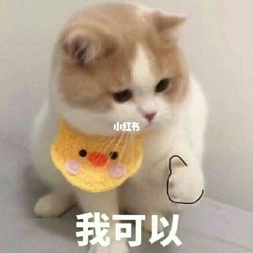 敲可爱的喵喵情侣表情包_表情包_我最爱的表情包_素材