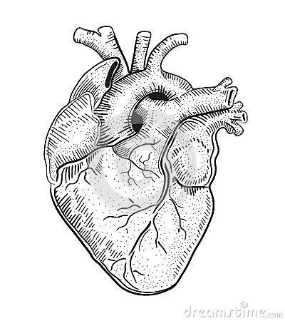 心脏简笔画过程