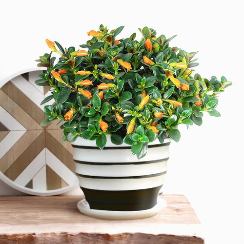 金鱼花室内开花鲜花四季花盆绿植植物观花盆栽绿植