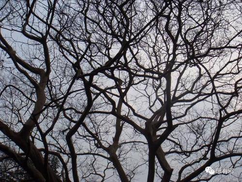 紫薇的细枝密密匝匝铺满天空,像极了一幅美丽的素描