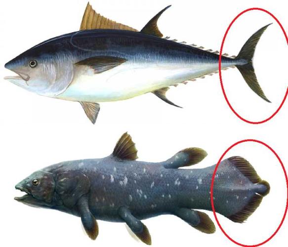 如果羊膜动物和两栖动物全部灭绝,鱼类还可能重新登陆