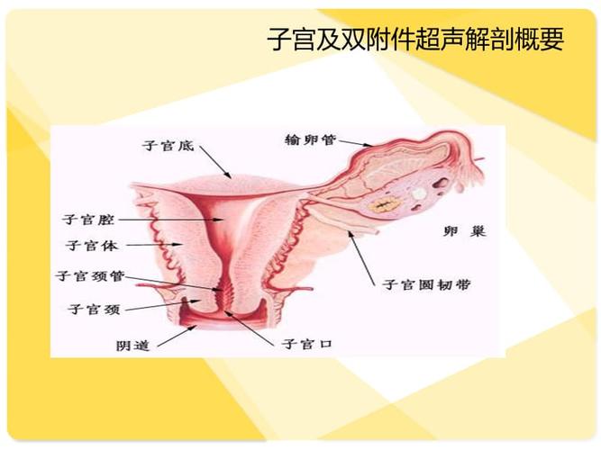 正常子宫及双附件的超声基础知识
