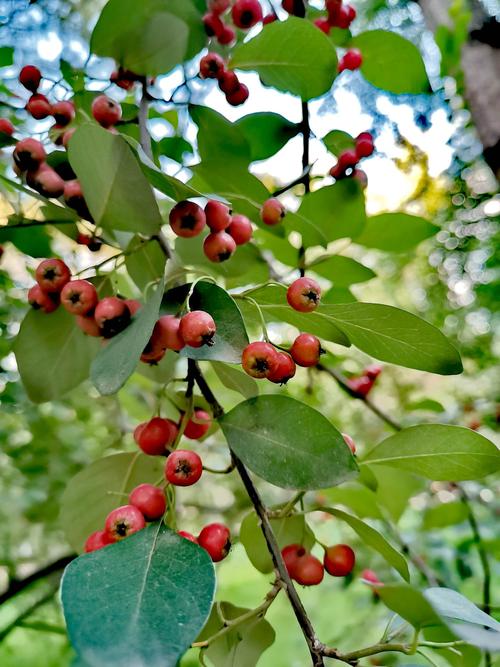 这种叫水栒子的蔷薇科植物,果实颗颗红艳夺目,累累挂满枝头,如镶嵌的