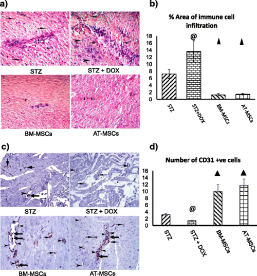 a h & e staining was performed to detect infiltration of