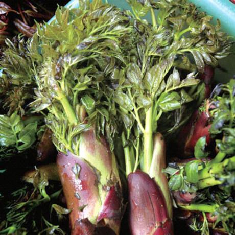 新品云南野生刺脑包刺老苞刺苞菜树头菜2斤59元现摘ems空运包邮