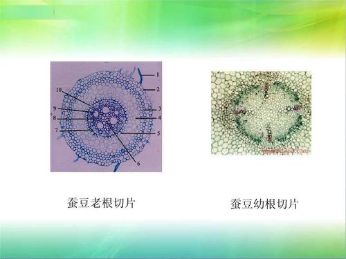 蚕豆老根切片 蚕豆幼根切片