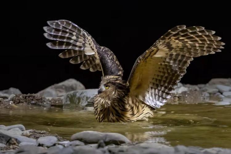 走向台前的黄腿渔鸮