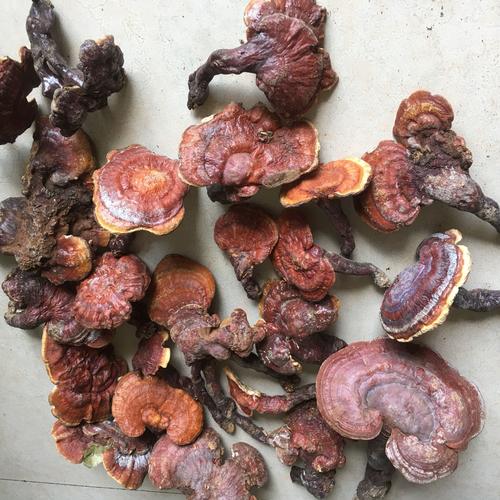 野生赤灵芝 云南野生赤芝 红灵芝 有柄赤芝 新货野生灵芝250克