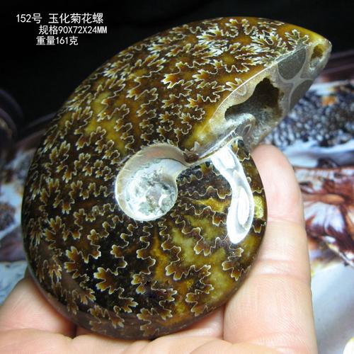 马达加斯加古生物玉化螺菊花矿标好评好店