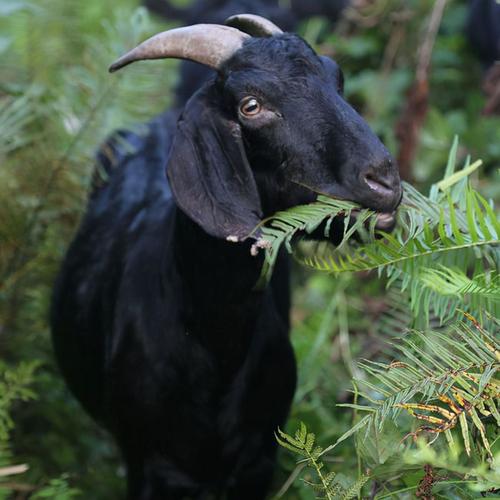 四川荣县黑山羊高繁选育技术探讨