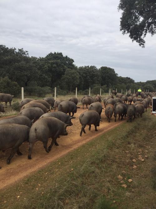 参观西班牙伊比利亚黑猪农场