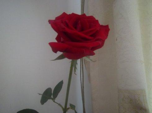 老公送的一枝玫瑰花