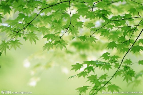 虚背景的绿色枫叶