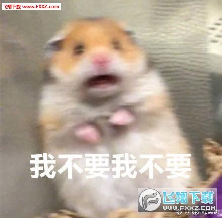 惊恐的小仓鼠表情包