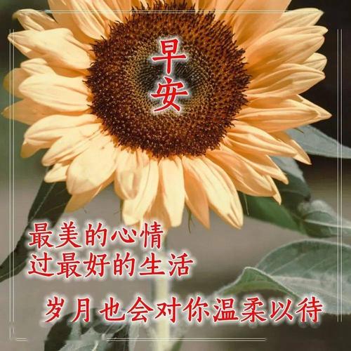 早上好问候语阳光句子,冬季唯美早安祝福图片表情